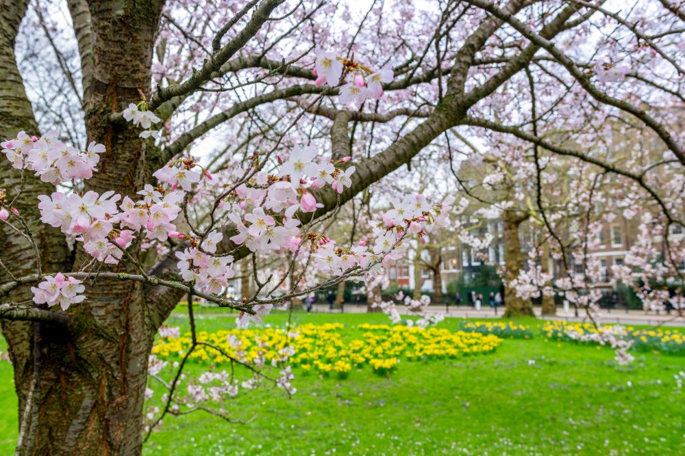 kensington chelsea neighbourhood 3